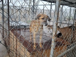 Търговище - общински приют - инициатива