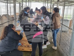 Търговище - общински приют - инициатива