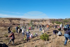 Бабица - „Гората на спомените“- залесяване