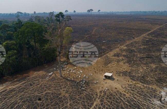 Climate COP30 Cattle