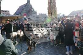 Germany City Sheep