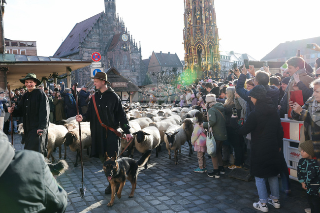 Germany City Sheep
