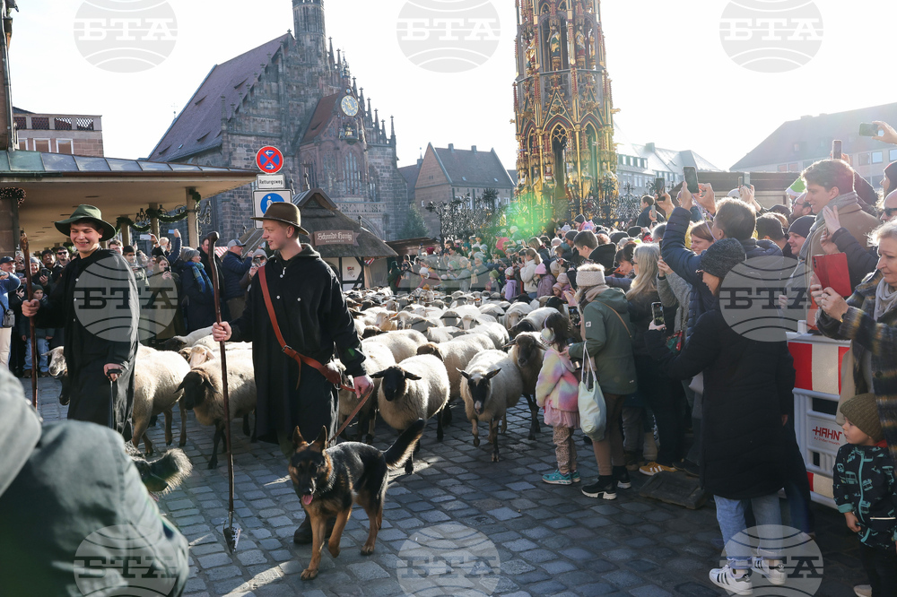 Germany City Sheep