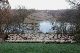 Germany City Sheep