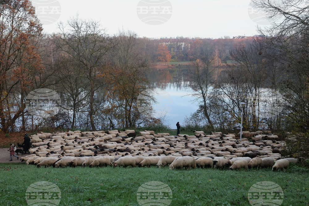 Germany City Sheep