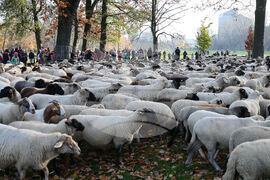 Germany City Sheep
