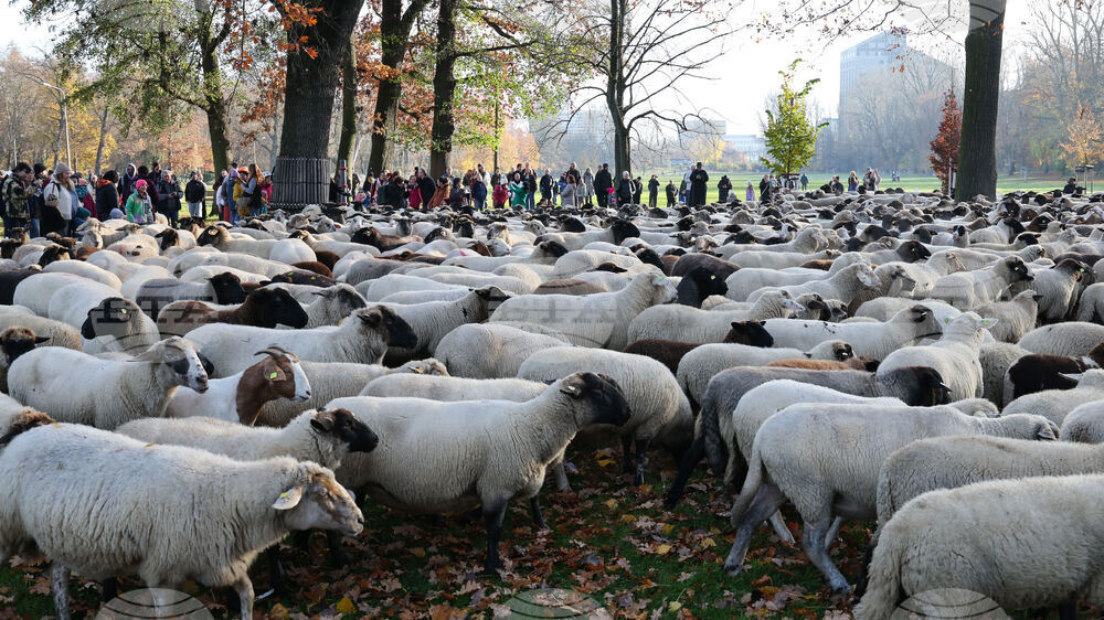 Germany City Sheep