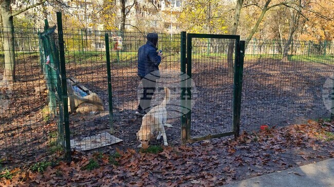 Over 108,000 Registered Dogs in Sofia and Over 300 Fines Issued to Dog Owners in 2025