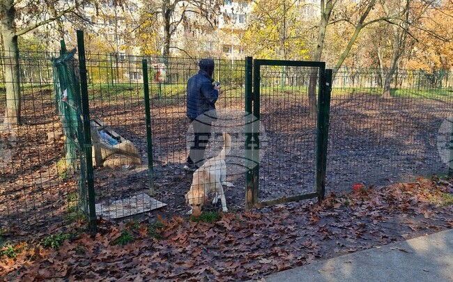 Over 108,000 Registered Dogs in Sofia and Over 300 Fines Issued to Dog Owners in 2025