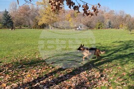 Кучета - паркове - разпоредби