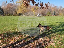 Кучета - паркове - разпоредби