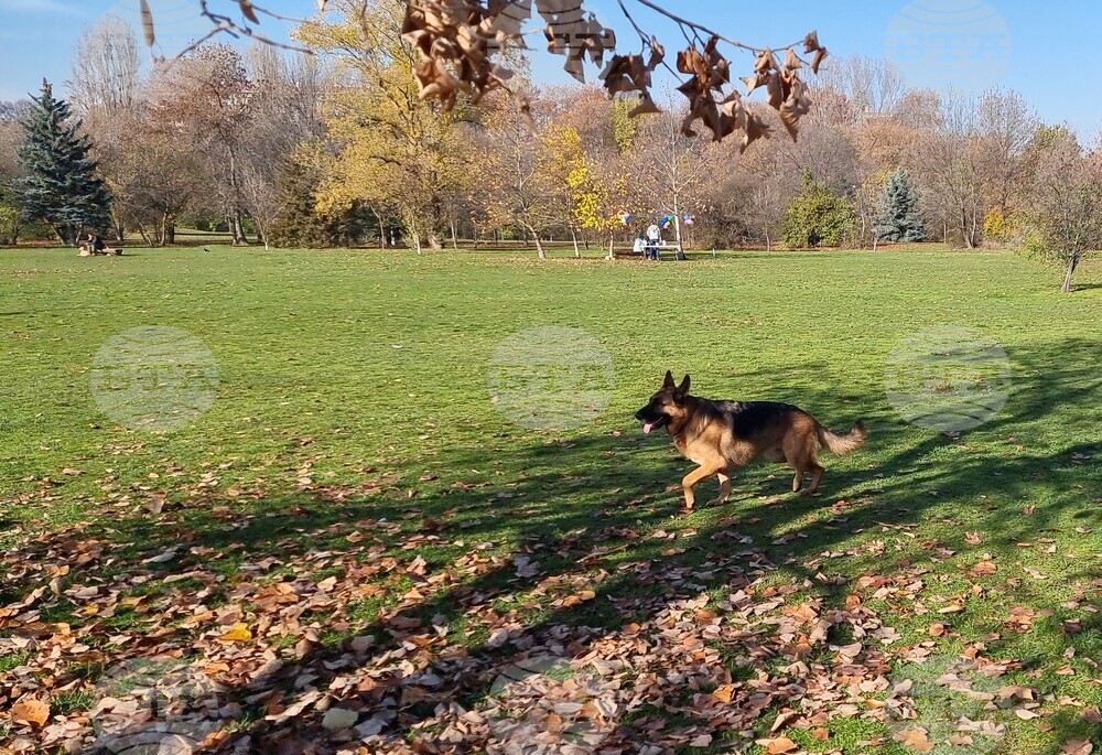 Кучета - паркове - разпоредби