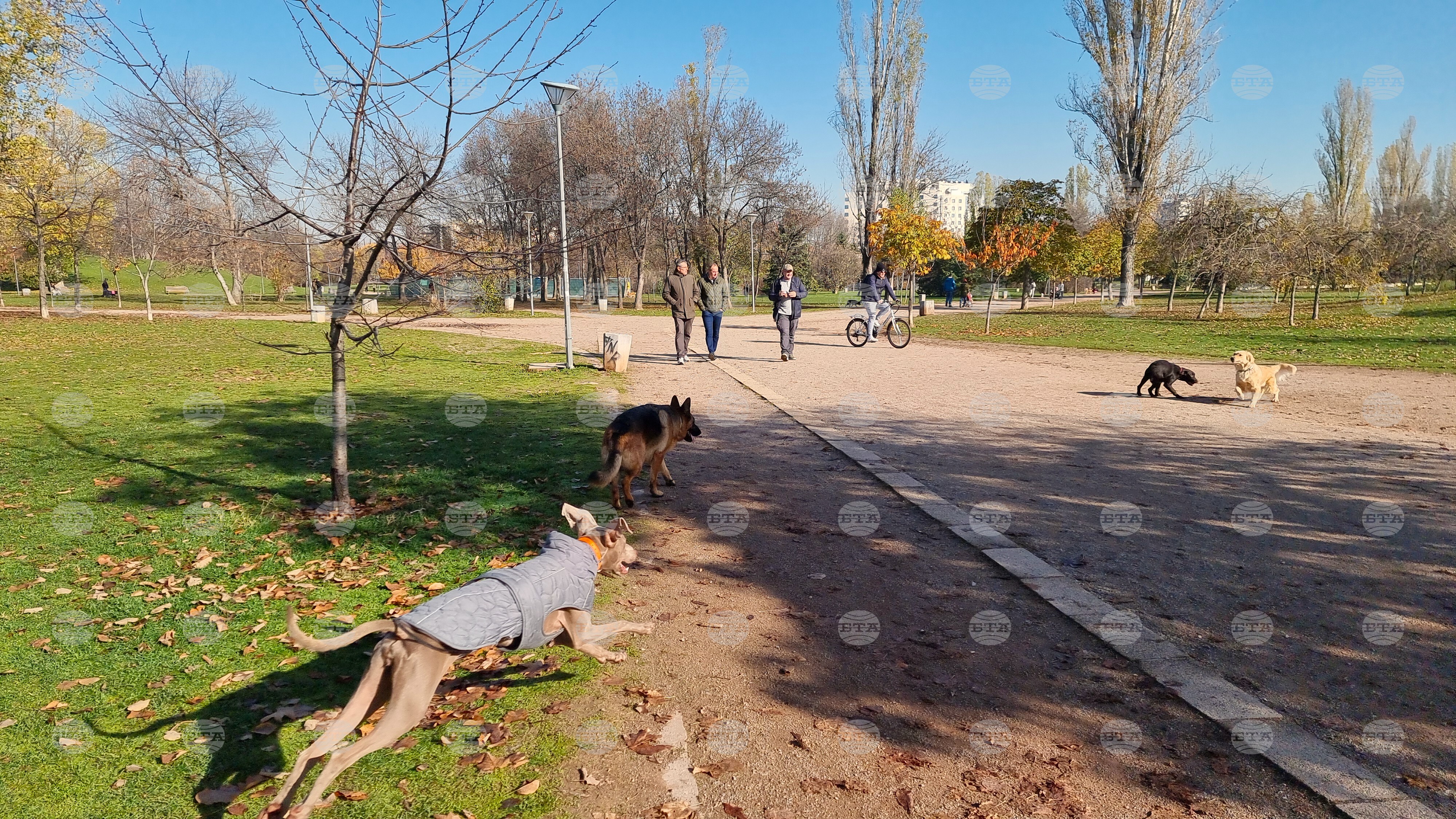 V Sofiji leta 2025 kaznovali več kot 300 lastnikov psov