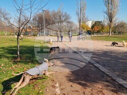 Кучета - паркове - разпоредби