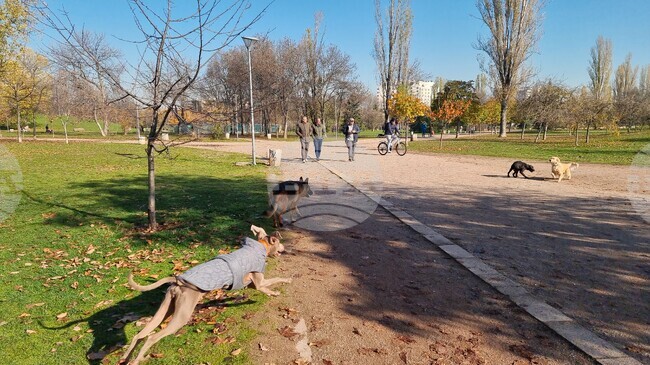 В момента, в който домашното куче излезе извън жилището, трябва да е на повод, глобата за разхождане без каишка е 100 лв. 