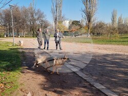 Кучета - паркове - разпоредби
