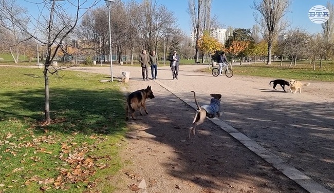В момента, в който домашно куче излезе извън жилището, трябва да е на повод, глобата за разхождане без каишка е 100 лв.