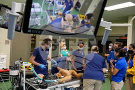 Zoos-Viewing Veterinarians