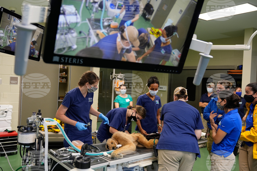 Zoos-Viewing Veterinarians