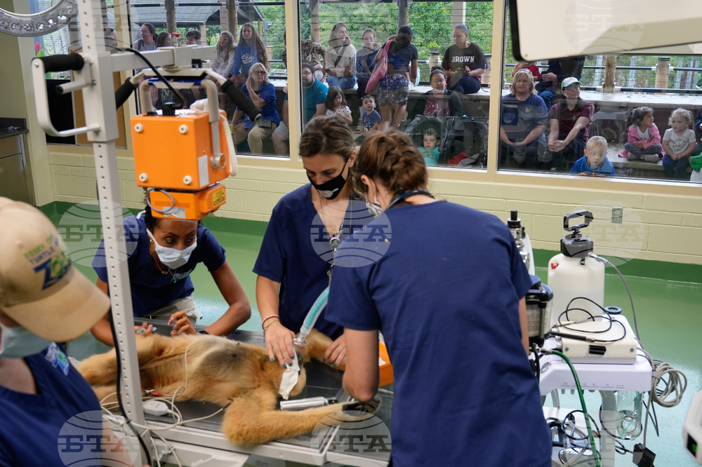 Zoos-Viewing Veterinarians