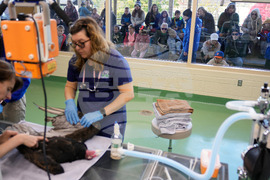 Zoos-Viewing Veterinarians