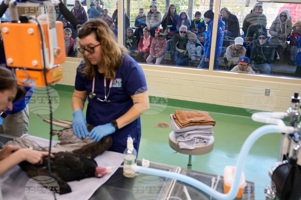 Zoos-Viewing Veterinarians