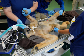 Zoos-Viewing Veterinarians