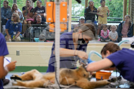 Zoos-Viewing Veterinarians