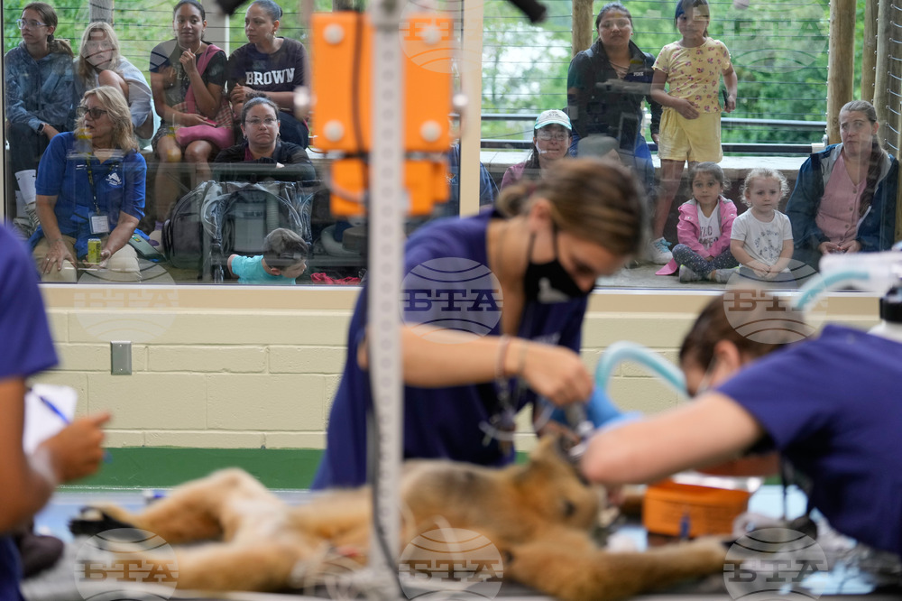 Zoos-Viewing Veterinarians