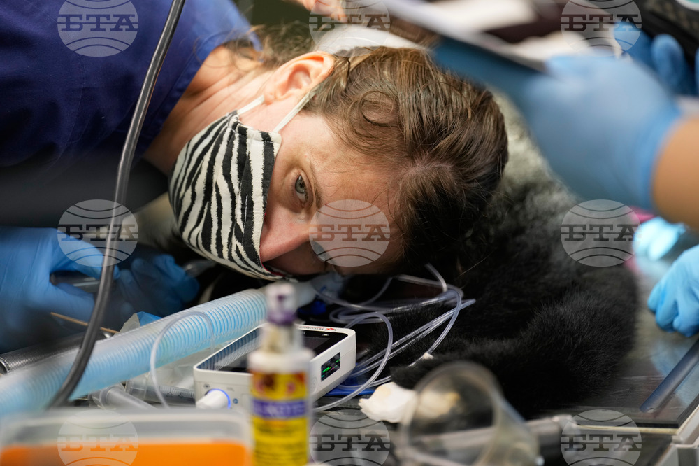 Zoos-Viewing Veterinarians