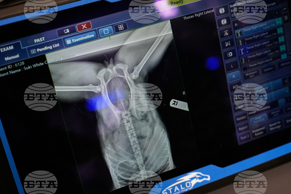 Zoos-Viewing Veterinarians