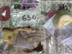 Село Арчар - Антична Рациария - разкопки