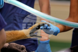 Zoos-Viewing Veterinarians