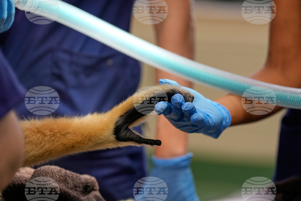 Zoos-Viewing Veterinarians
