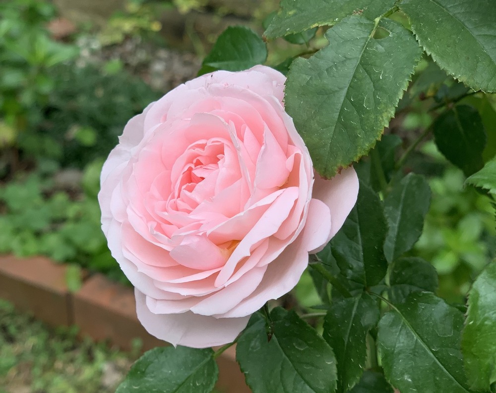 Посолството на България в Япония ще организира трето издание на викторината „България“ на 14 декември в Токио