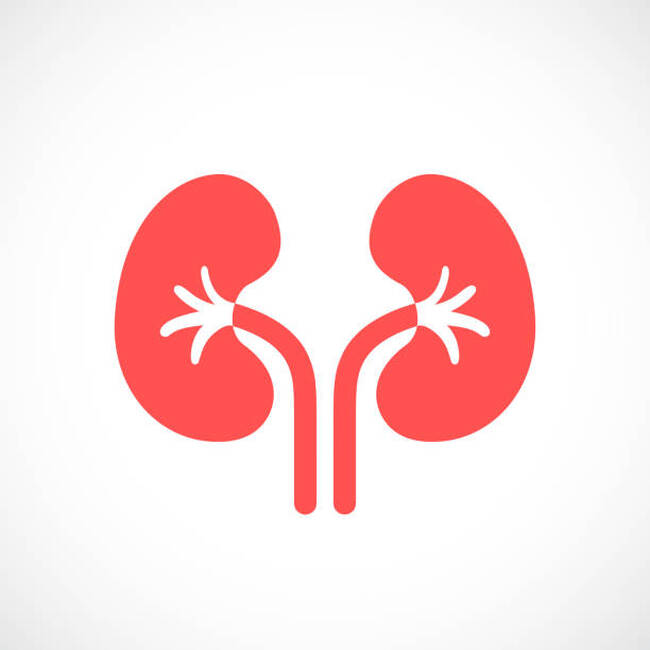 МБАЛ Добрич организира „Дни на нефрологията“ с безплатни прегледи на 5 и 6 декември