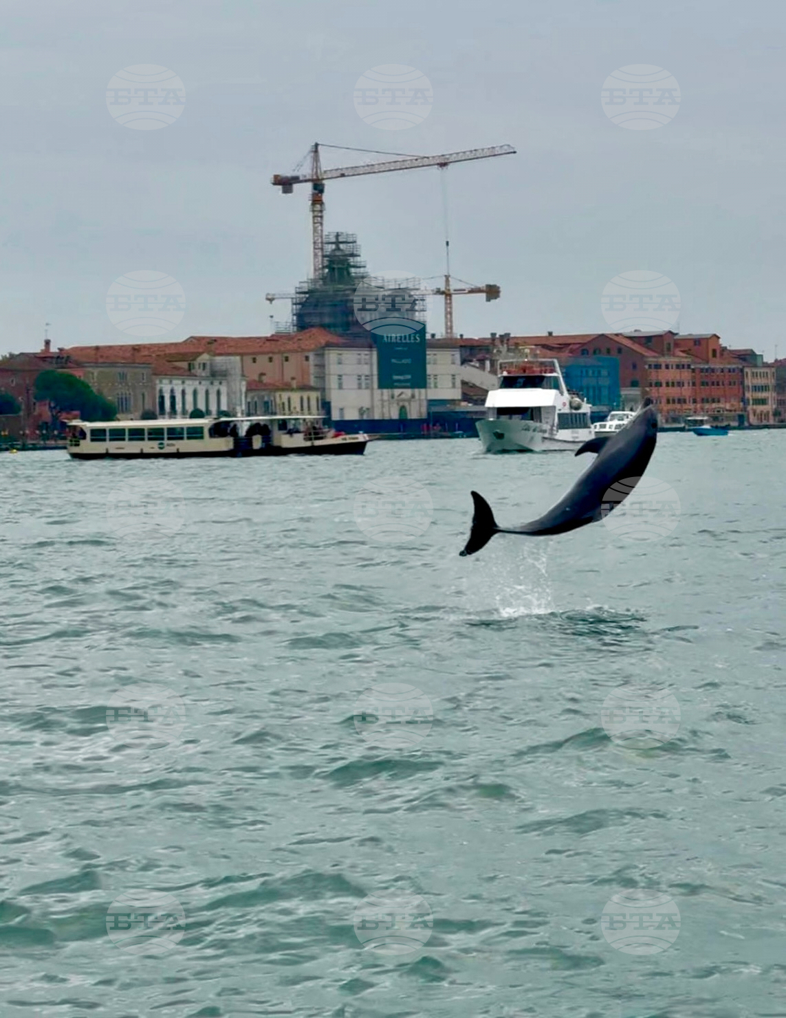 Italy Venice Dolphin
