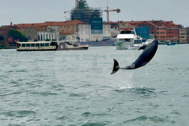 Italy Venice Dolphin