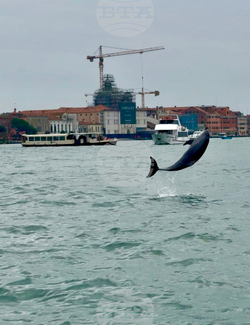 Italy Venice Dolphin