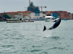 Italy Venice Dolphin
