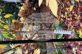 Gardening - Winter Chores