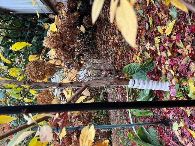 Gardening - Winter Chores