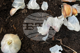 Gardening - Winter Chores