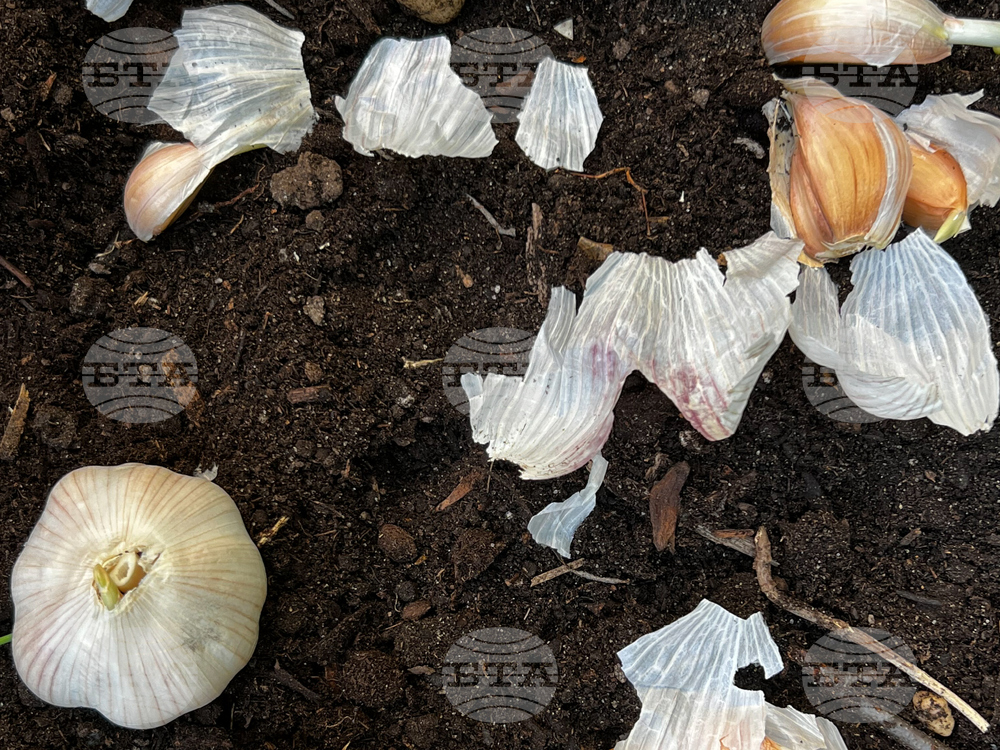 Gardening - Winter Chores