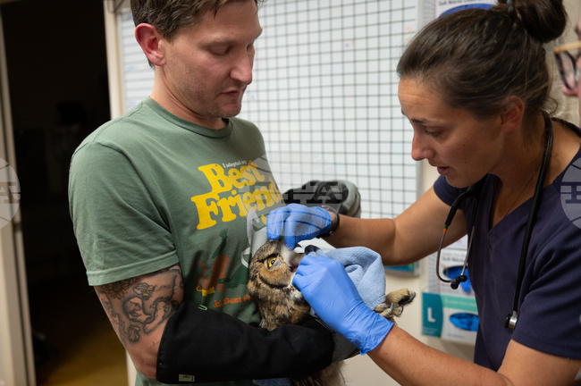Utah Owl Recovery