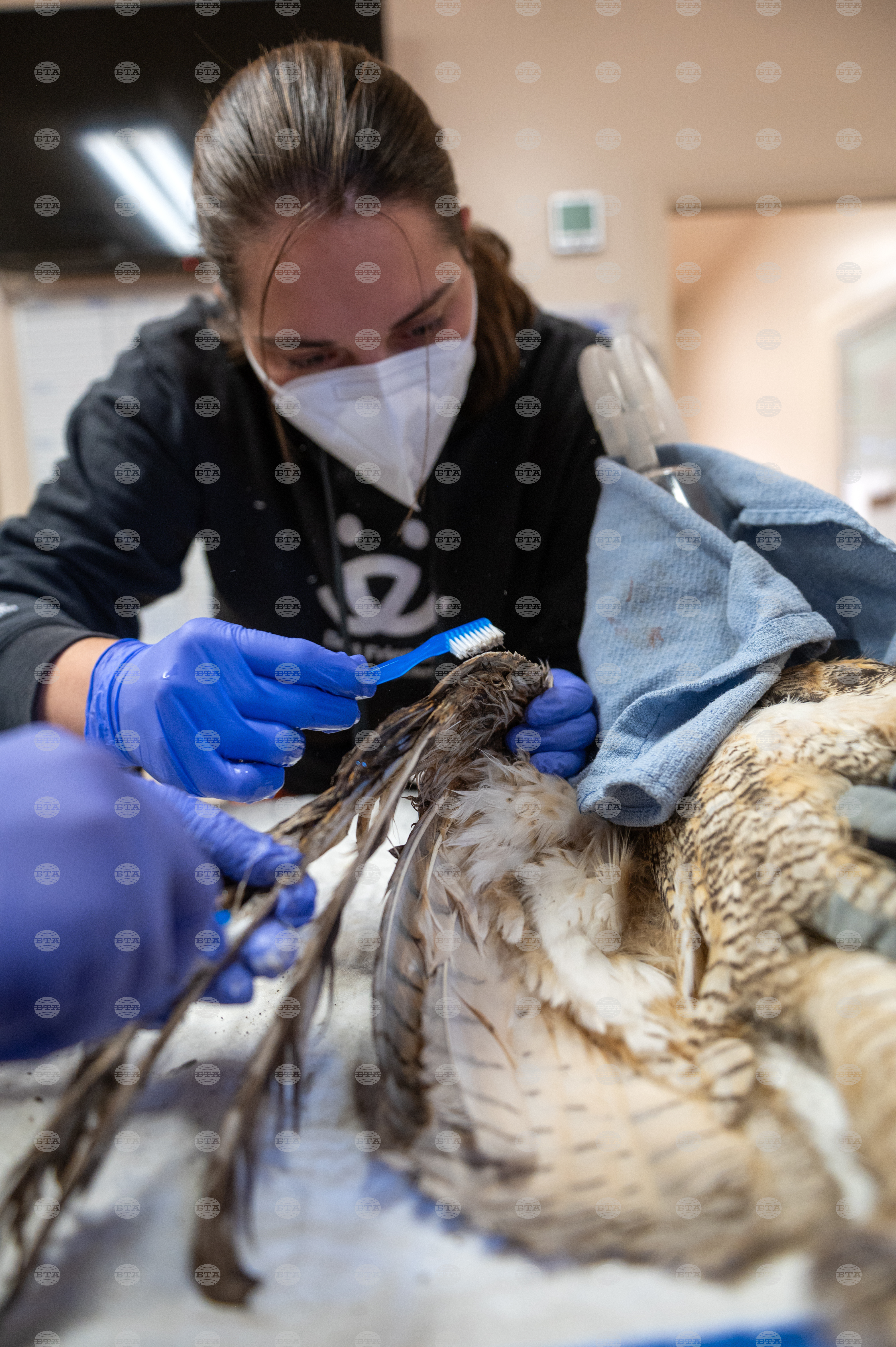 Utah Owl Recovery