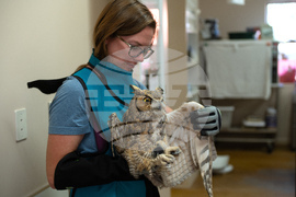 Utah Owl Recovery