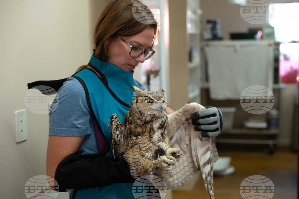 Utah Owl Recovery
