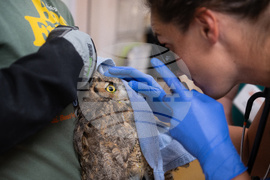 Utah Owl Recovery