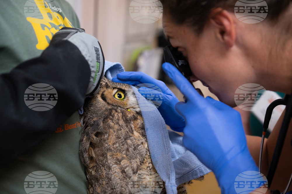 Utah Owl Recovery